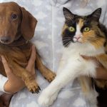 person holding a brown dog and a cat