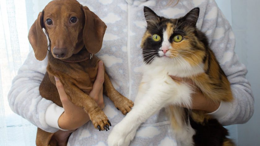 person holding a brown dog and a cat