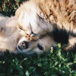Düfte für Tiere
