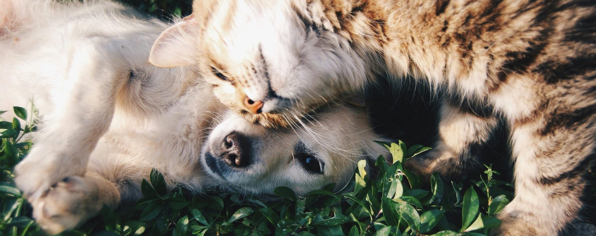 Düfte für Tiere