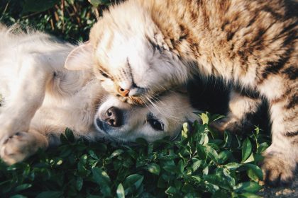Düfte für Tiere