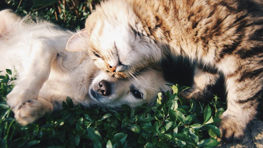 Düfte für Tiere