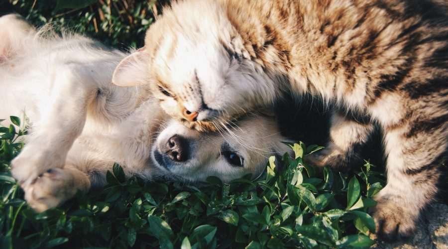 Düfte für Tiere